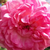 Różowy  - Róża pnąca climber - Jasmina ®